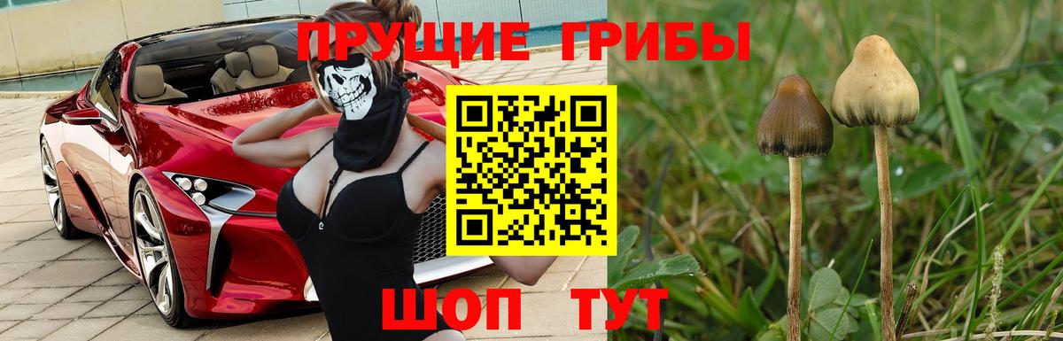 Урюпинск  купить наркотик  Вход с VPN  Галлюциногенные грибы Cubensis 